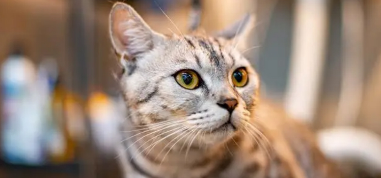 猫咪肚子鼓鼓该如何解决？